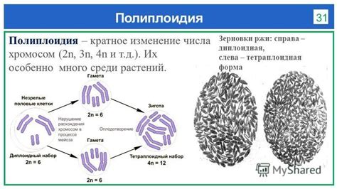 Полиплоидия как фактор эволюции растений