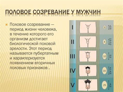 Половой период