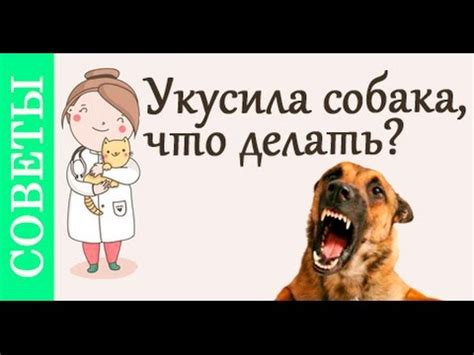 Помощь ветеринара: что делать, если проблему не удалось решить самостоятельно