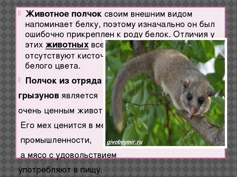 Последствия включения лесной сони в Красную книгу РФ