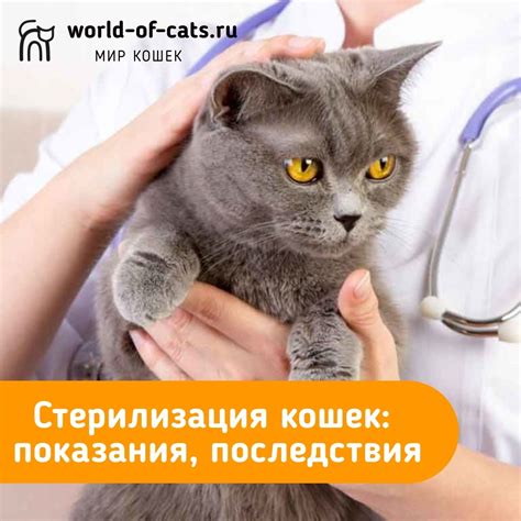 Последствия стерилизации для поведения кошки
