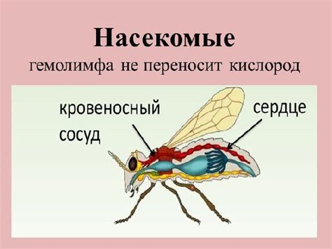 Почему гемолимфа насекомых не может переносить кислород