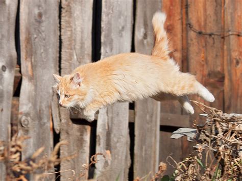 Почему коты бегут