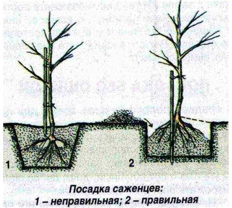 Почему не цветет огонек