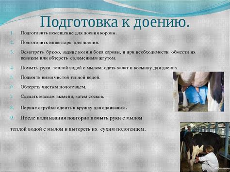 Правильный режим дойки и массаж вымени