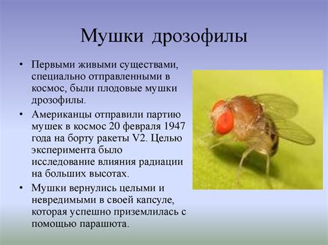 Преимущества использования мушки дрозофилы в генетическом исследовании