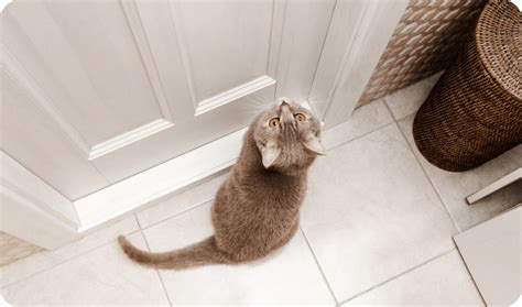 Природные инстинкты кошки
