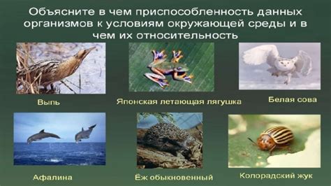 Приспособление к среде обитания через эволюцию