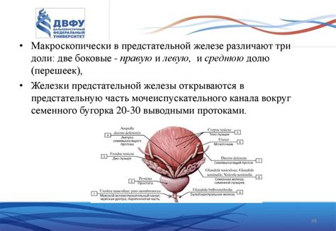 Приспособления мочеполовой системы
