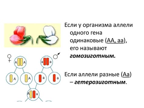 Причина 1: Наследственность и генетика