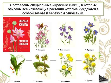 Причины, по которым василек русский внесен в красную книгу