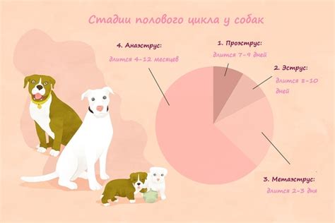 Причины, по которым кобель игнорирует течку у суки