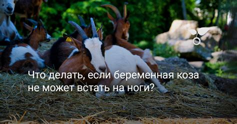 Причины, по которым ягненок не может встать на ноги