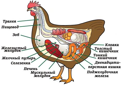 Причины желтой кожи и жира у кур: механизмы и источники