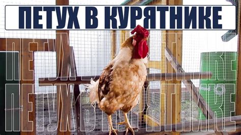 Причины замены петуха в курятнике