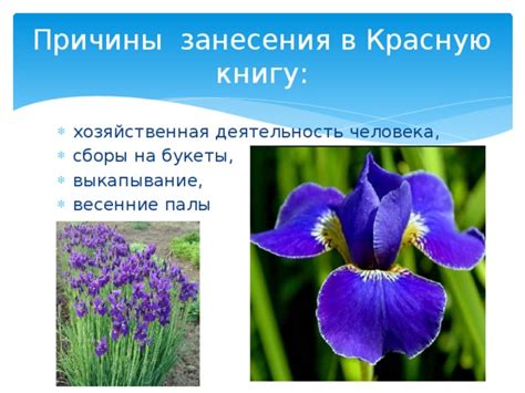 Причины занесения пиона в красную книгу