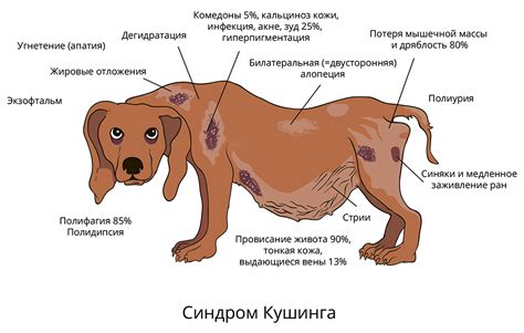 Причины лежания собаки без движения