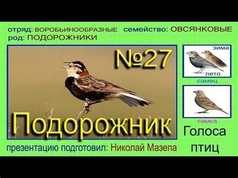 Причины необычных звуков, издаваемых птицами