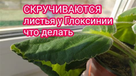 Причины отсутствия пустоцветов у глоксинии