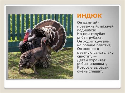Причины поведения индюков