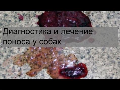Причины поноса после родов у собаки