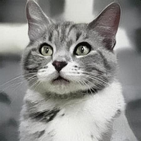 Причины проблем с глотанием у котов
