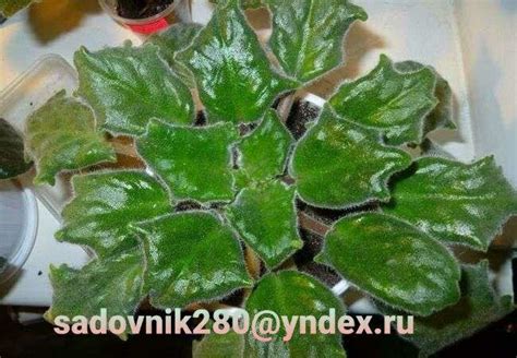 Причины скручивания цепи у собаки