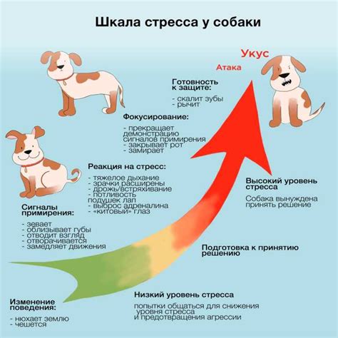 Проблемы иерархии в стае собак