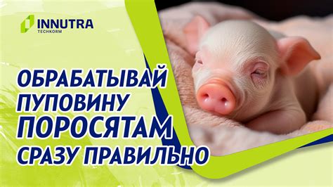 Проблемы с координацией движений у новорожденных поросят
