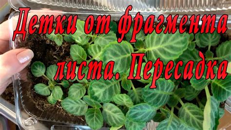 Профилактика проблем с пустоцветами глоксинии