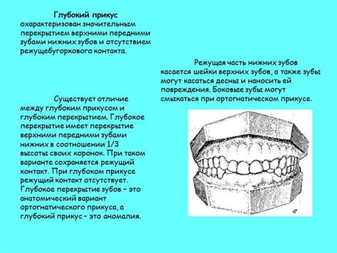Процесс откусывания