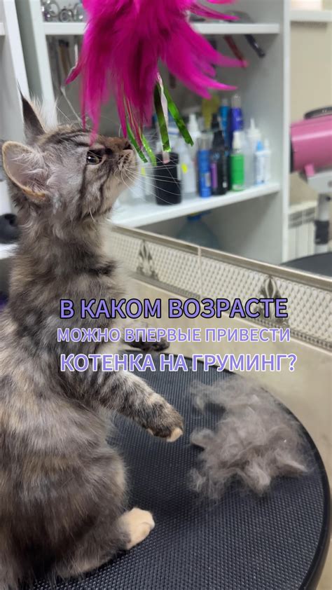 Процесс социализации новых котят