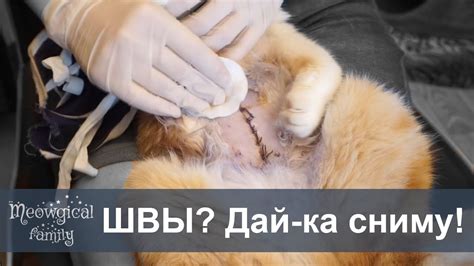 Проявления стресса у кошек после операции