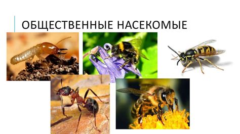 Пчелы как насекомые