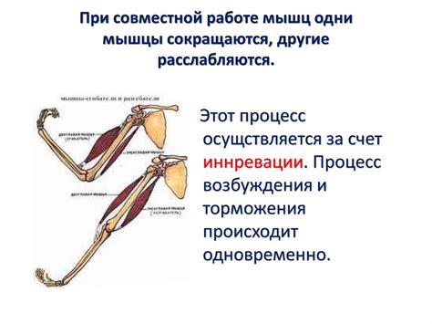 Работа мышц