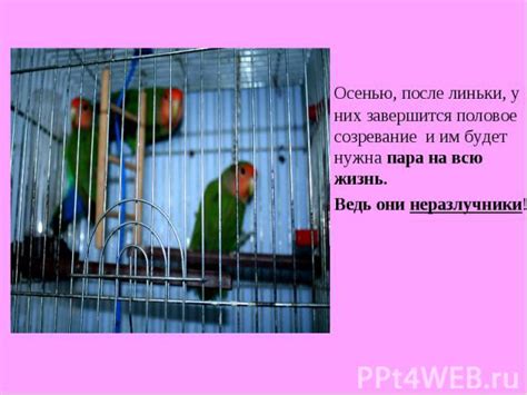 Разведение в неволе и попытки восстановления популяции