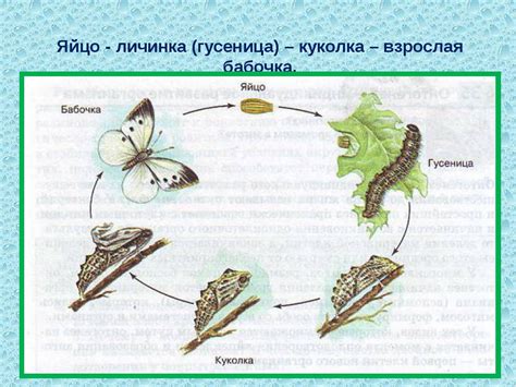Развитие гусеницы: от зародыша до подростка