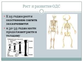 Развитие опорно-двигательной системы