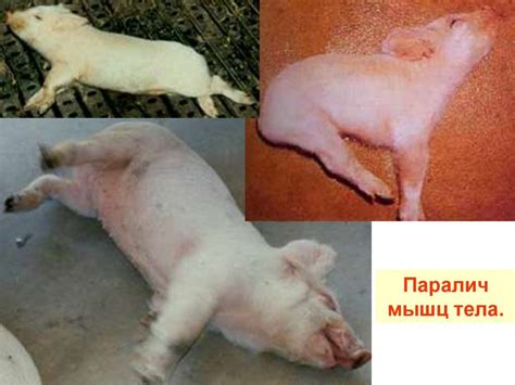 Развитие слуха и координации движений у поросят