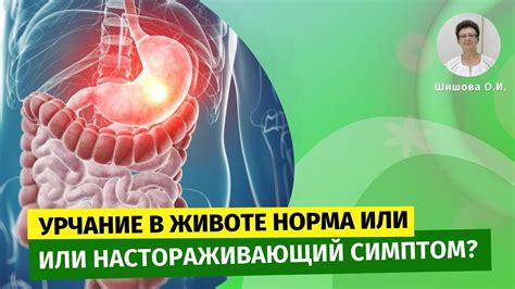 Раздел 2: Симптомы урчания в животе