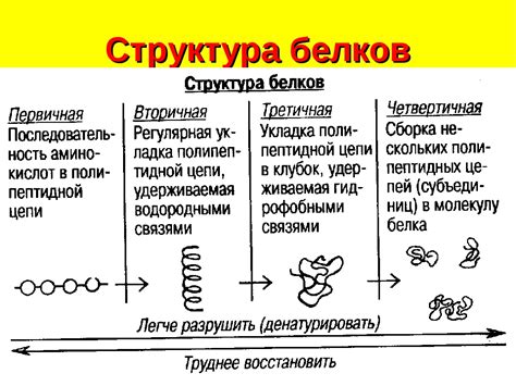 Различия в структуре белка