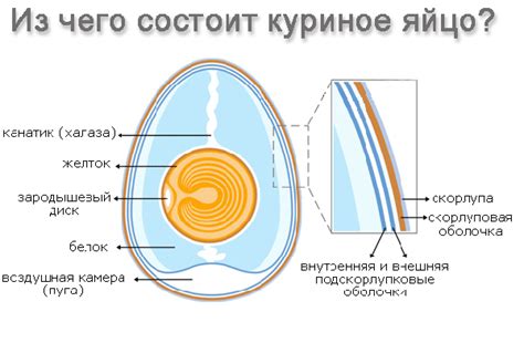 Размер и состав яичной скорлупы