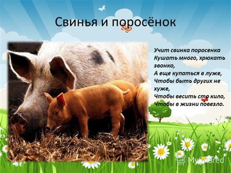 Разница между движением поросенка и других животных