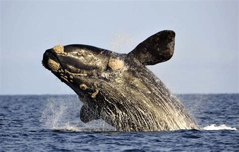 Разнообразие морской фауны