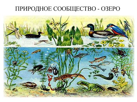 Разнообразие природных условий