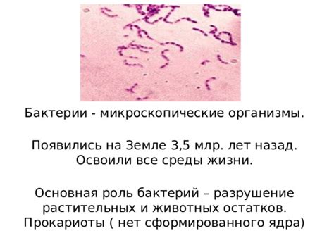 Разрушение клеток дезодорирующих бактерий