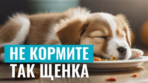 Распространенные ошибки при кормлении