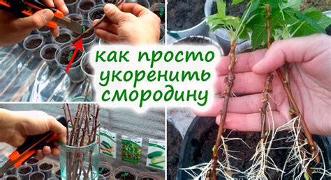 Расстояние между черенками в горшке
