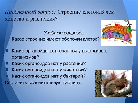 Растения, животные, бактерии: что определяет их различия