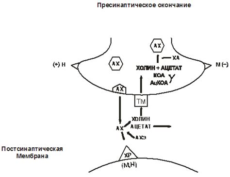 Реакция на стимуляцию